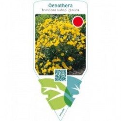 Oenothera fruticosa subdp. ‘Glauca’