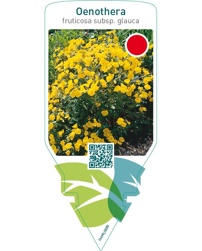 Oenothera fruticosa subdp. ‘Glauca’