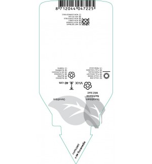 Etichette di Oenothera fruticosa subdp. ‘Glauca’ *