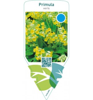 Primula veris  yellow