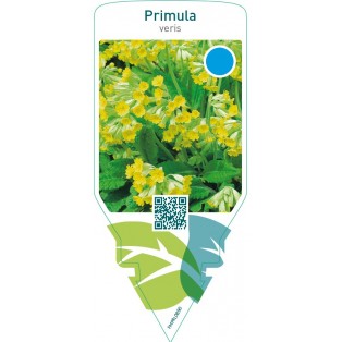 Primula veris  yellow