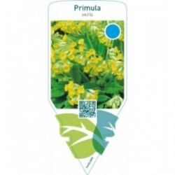 Primula veris  yellow