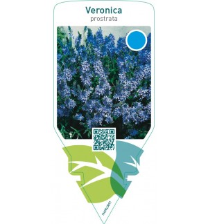 Veronica prostrata