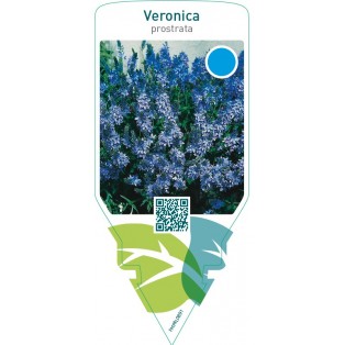Veronica prostrata