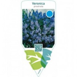 Veronica prostrata