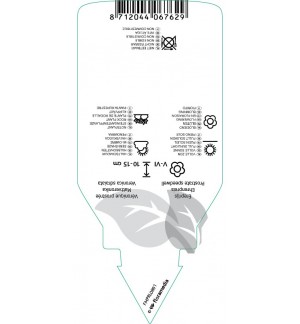 Etichette di Veronica prostrata *