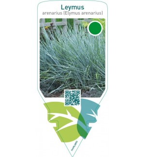 Leymus arenarius (Elymus arenarius)
