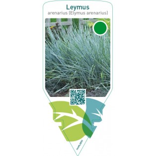 Leymus arenarius (Elymus arenarius)