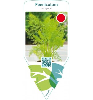 Foeniculum vulgare (fennell)