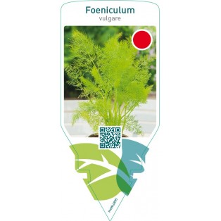Foeniculum vulgare (fennell)