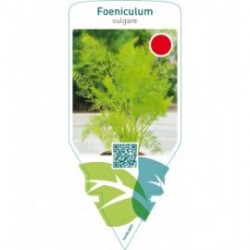 Foeniculum vulgare (fennell)