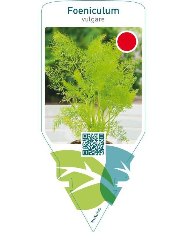 Foeniculum vulgare (fennell)