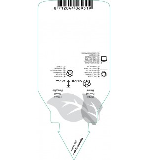Etichette di Foeniculum vulgare (fennell) *