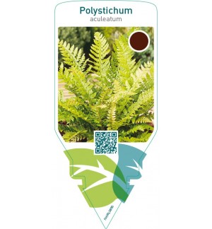 Polystichum aculeatum