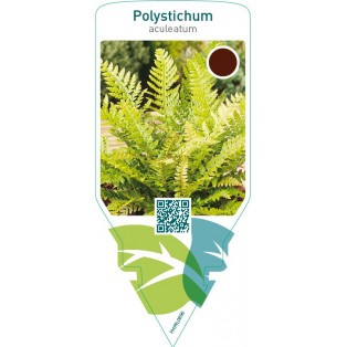 Polystichum aculeatum