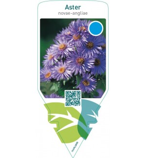 Aster novae-angliae  blue