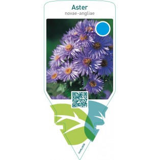 Aster novae-angliae  blue
