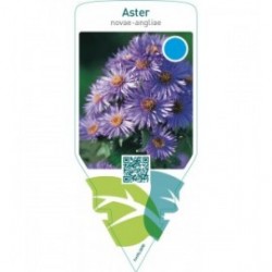 Aster novae-angliae  blue