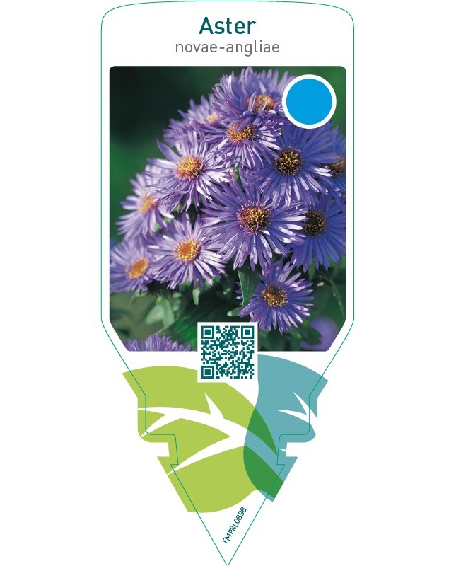 Aster novae-angliae  blue