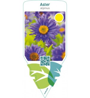 Aster alpinus  blue