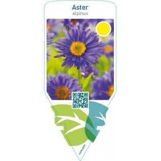 Aster alpinus  blue