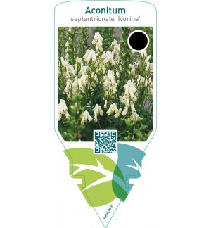 Aconitum septentrionale ‘Ivorine’