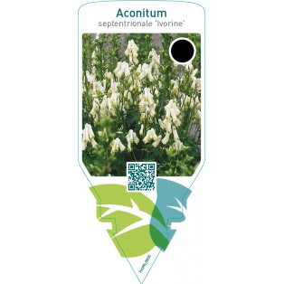 Aconitum septentrionale ‘Ivorine’