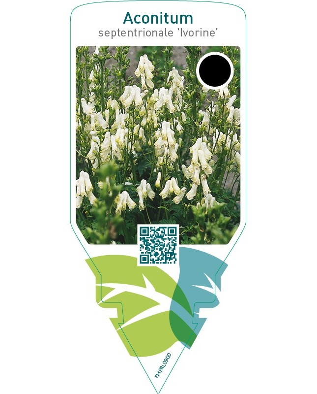 Aconitum septentrionale ‘Ivorine’