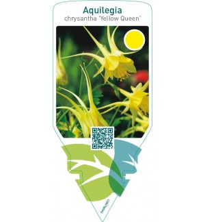 Aquilegia chrysantha ‘Yellow Queen’