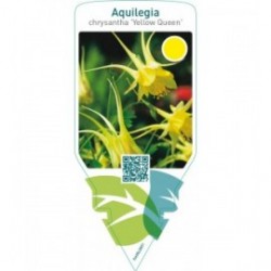 Aquilegia chrysantha ‘Yellow Queen’