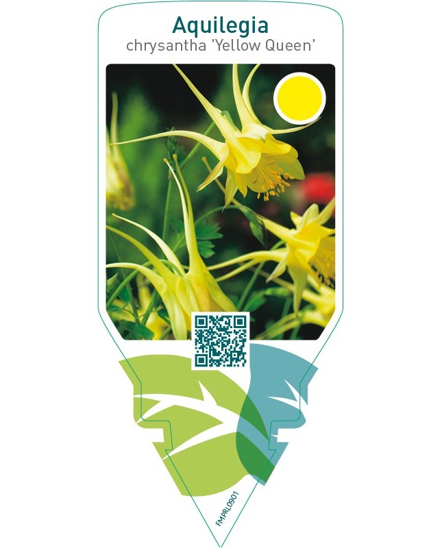 Aquilegia chrysantha ‘Yellow Queen’