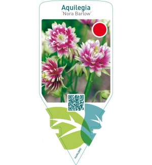 Aquilegia ‘Nora Barlow’