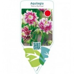 Aquilegia ‘Nora Barlow’