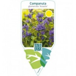 Campanula glomerata ‘Acaulis’