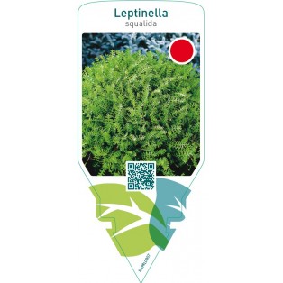 Leptinella squalida