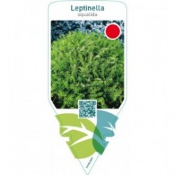Leptinella squalida