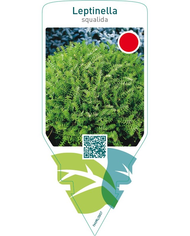 Leptinella squalida