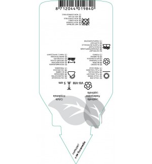 Etichette di Leptinella squalida *