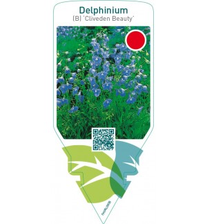 Delphinium (B) ‘Cliveden Beauty’