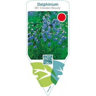 Delphinium (B) ‘Cliveden Beauty’