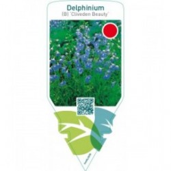 Delphinium (B) ‘Cliveden Beauty’