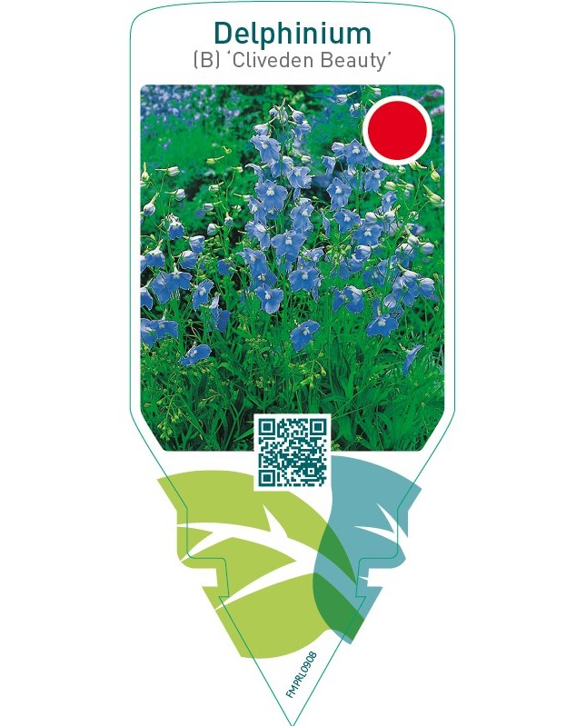 Delphinium (B) ‘Cliveden Beauty’