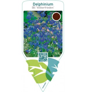 Delphinium (B) ‘Völkerfrieden’