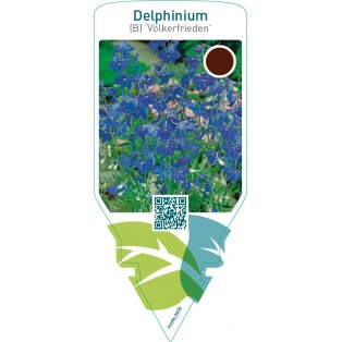 Delphinium (B) ‘Völkerfrieden’