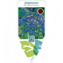 Delphinium (B) ‘Völkerfrieden’