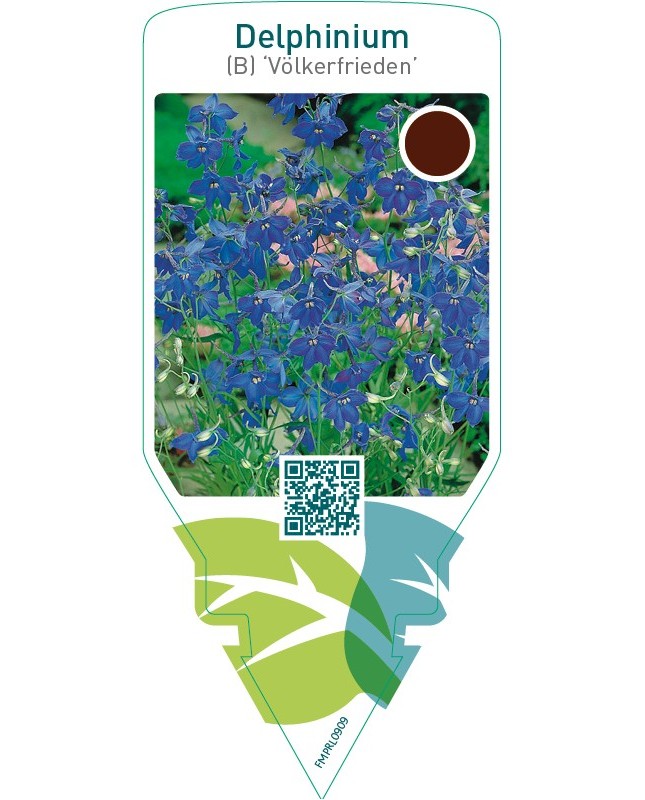 Delphinium (B) ‘Völkerfrieden’