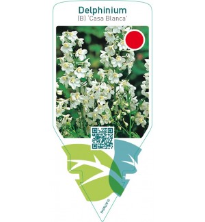 Delphinium (B) ‘Casa Blanca’