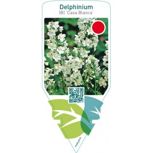 Delphinium (B) ‘Casa Blanca’