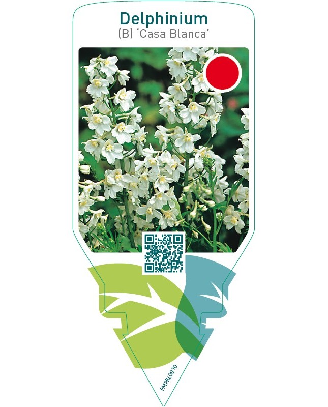 Delphinium (B) ‘Casa Blanca’