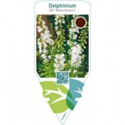 Delphinium (B) ‘Moerheimii’